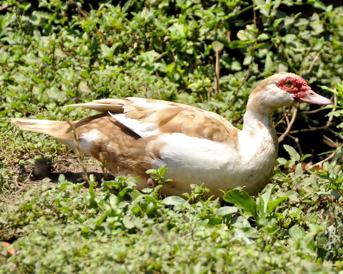 Muscovy Duck (Domestic type) - Pedro Perez Portales