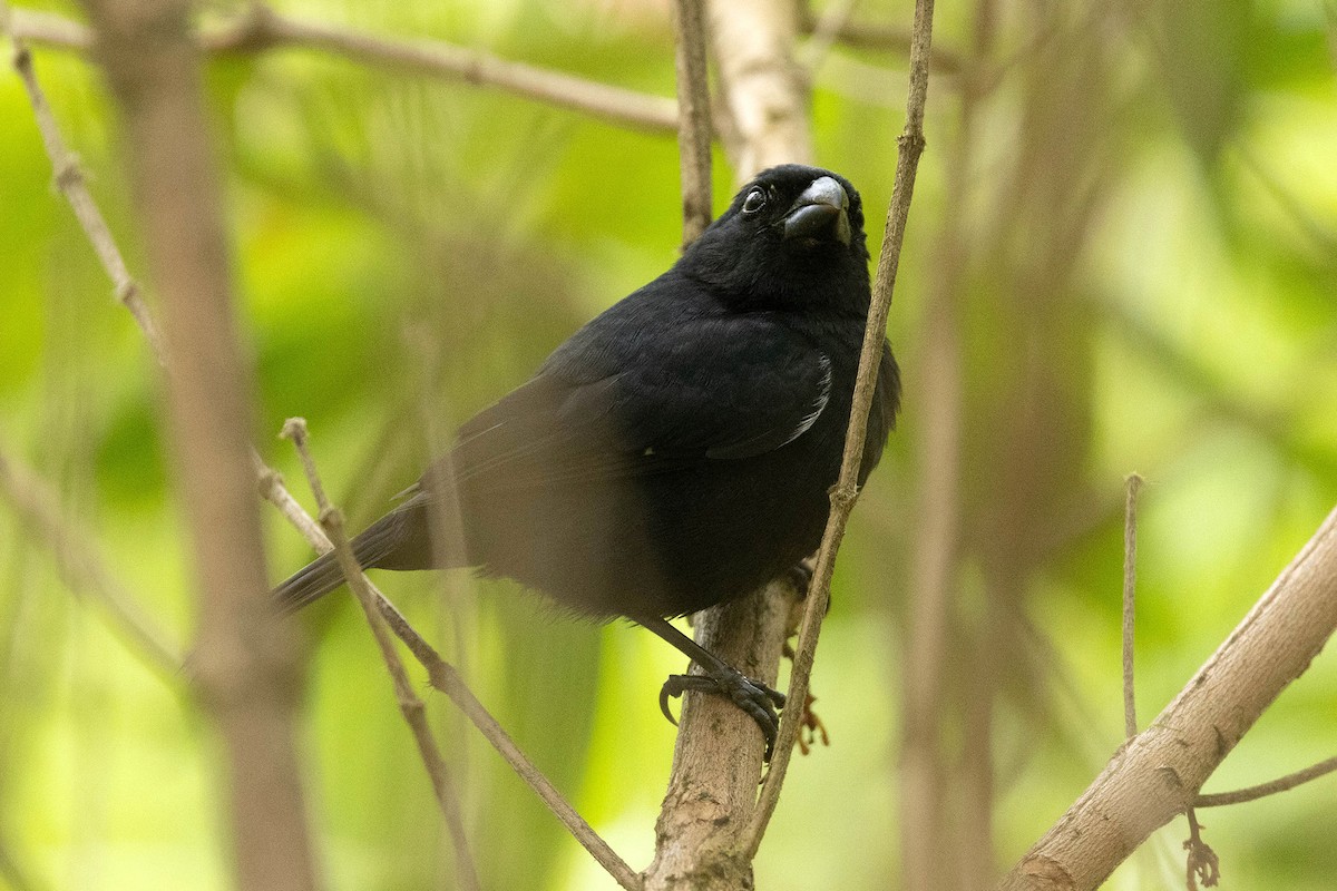 Variable Seedeater - ML618991919
