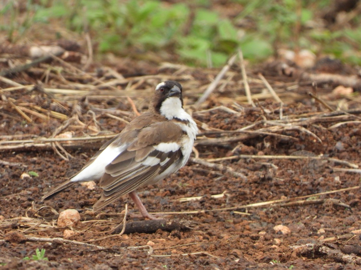 White-browed Sparrow-Weaver - ML618991928