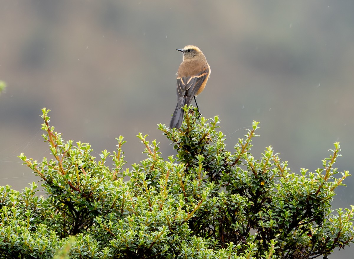 Brown-backed Chat-Tyrant - ML618991932