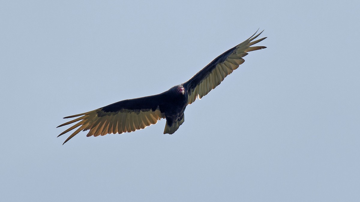 Turkey Vulture - ML618991954