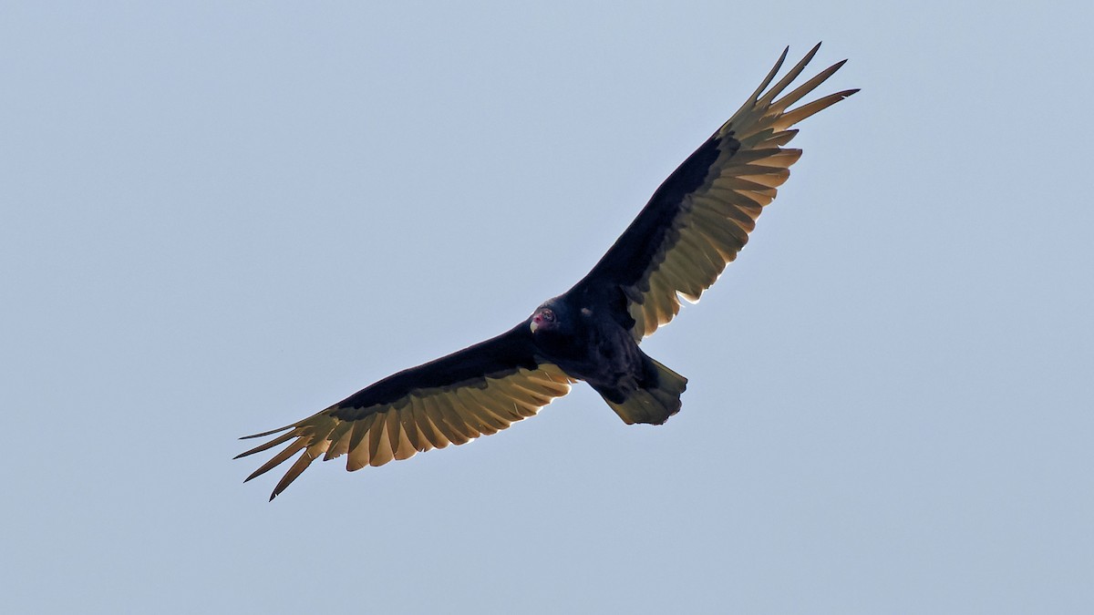 Turkey Vulture - ML618991955