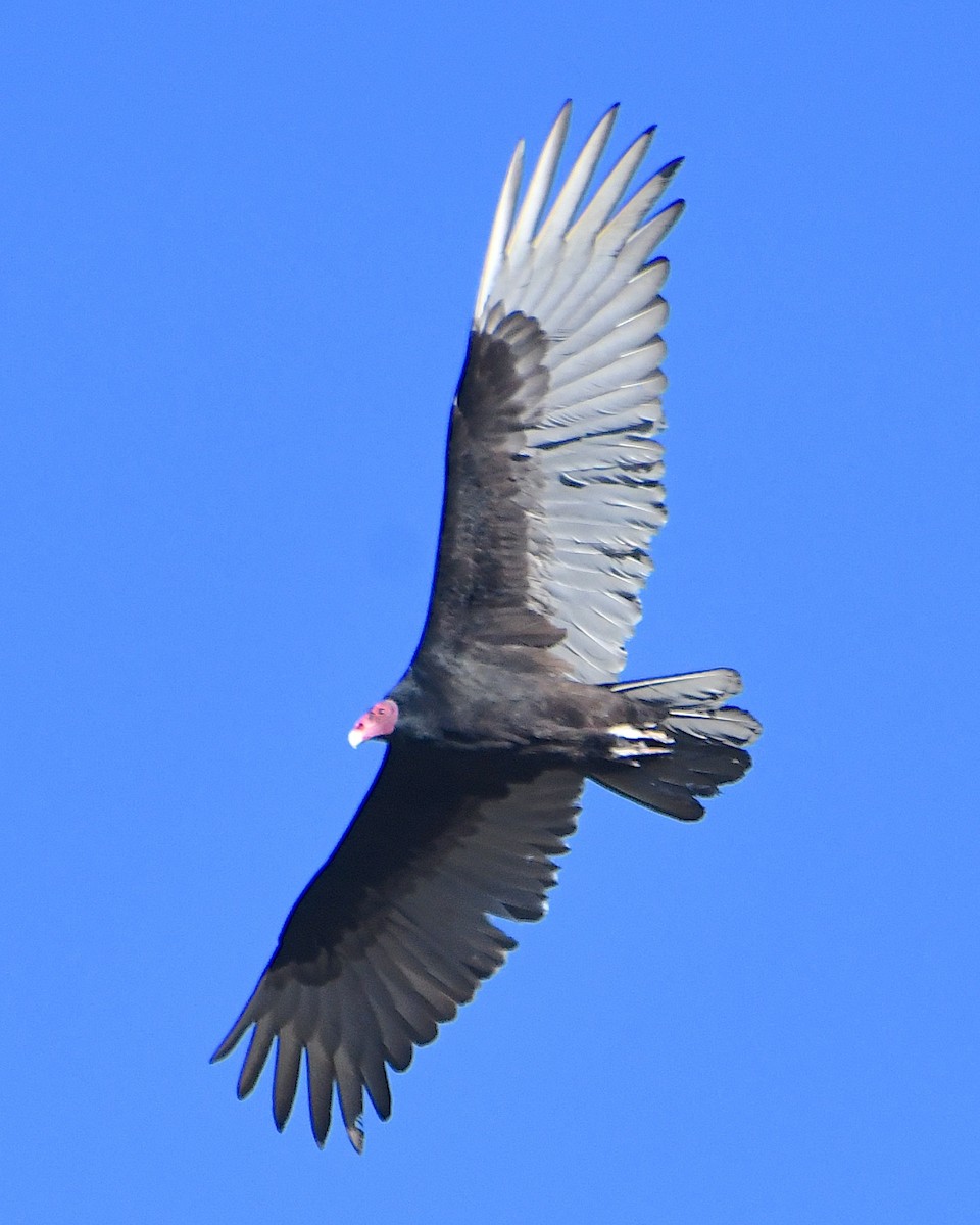 Turkey Vulture - ML618991974