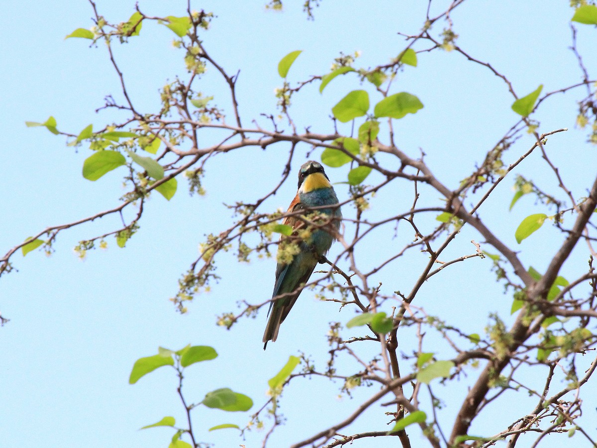 European Bee-eater - ML618991975