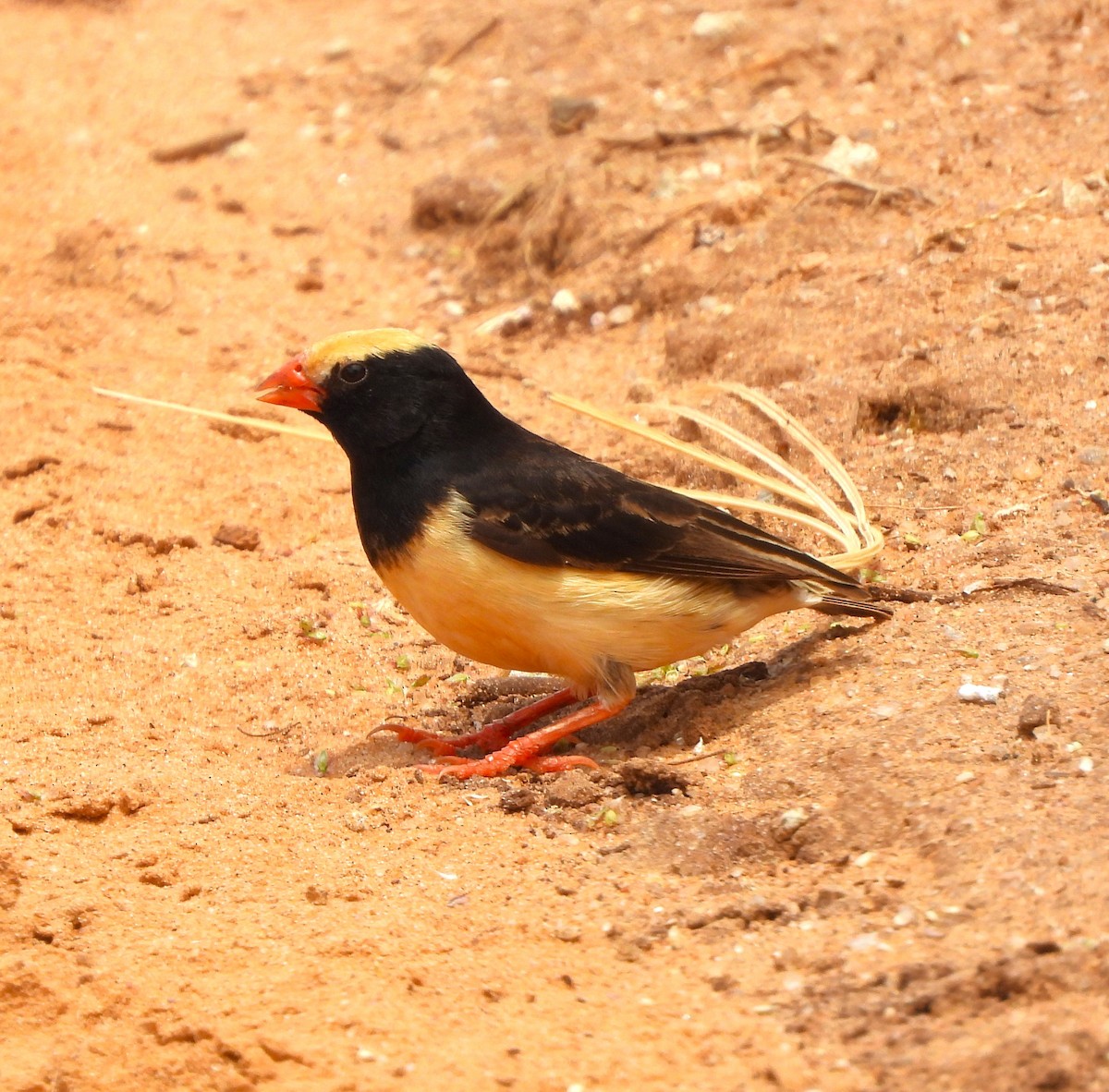 Straw-tailed Whydah - ML618992011