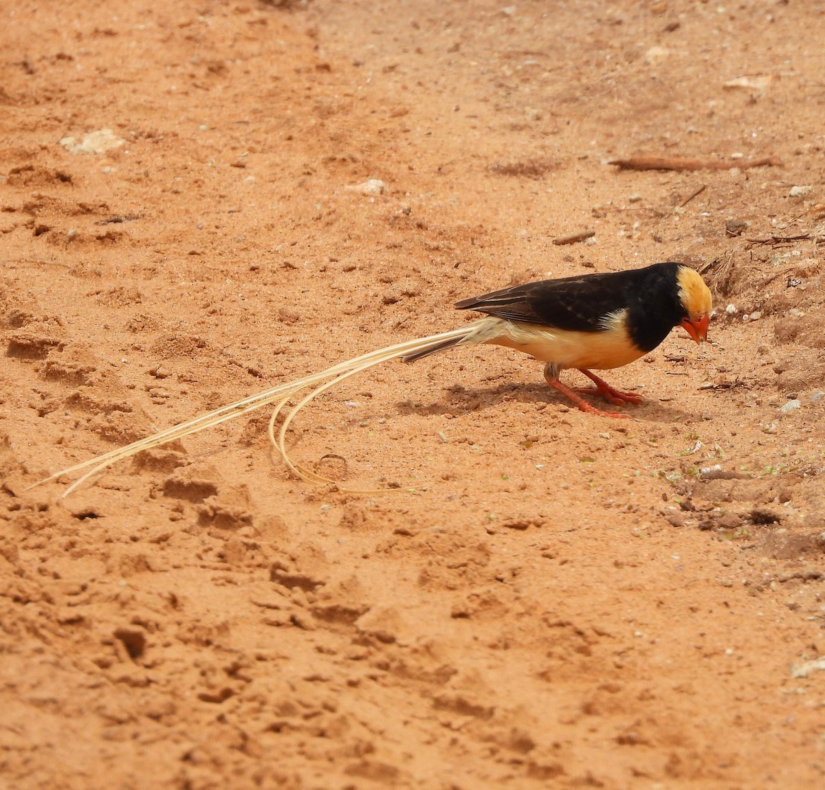Straw-tailed Whydah - ML618992012