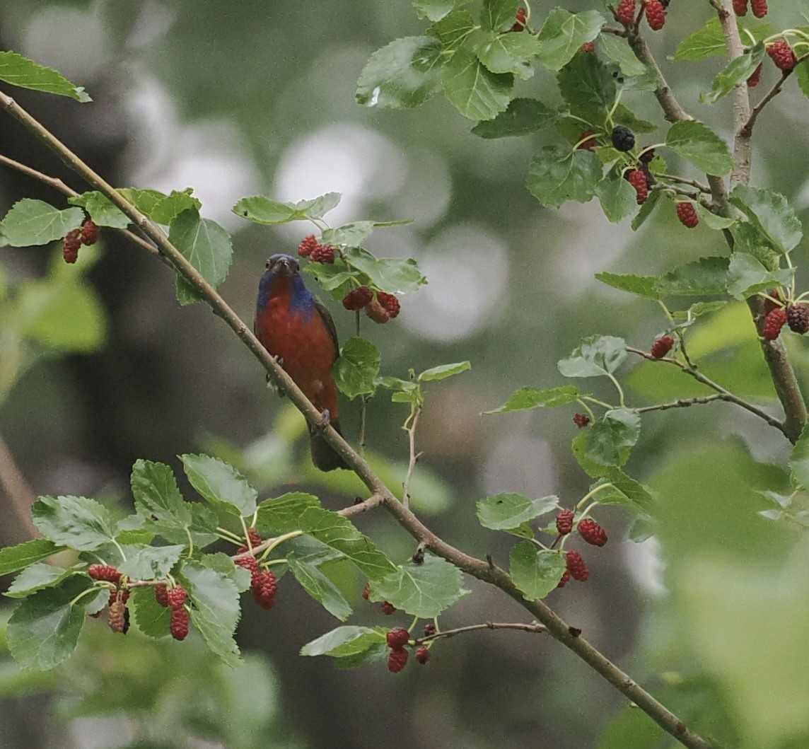 Painted Bunting - ML618992030
