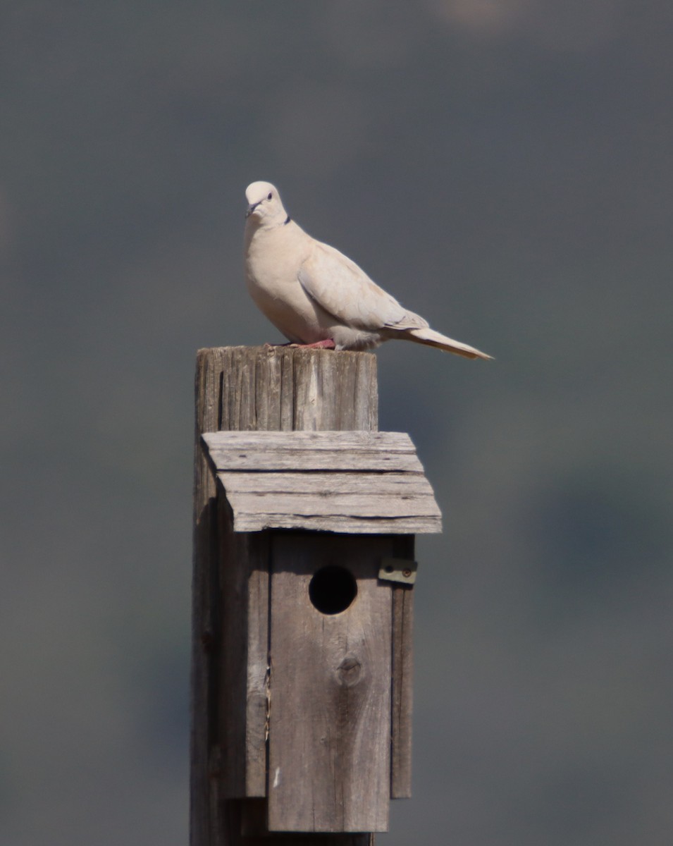 Eurasian Collared-Dove - ML618992035