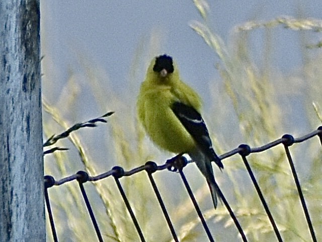 American Goldfinch - Darrell Huneycutt