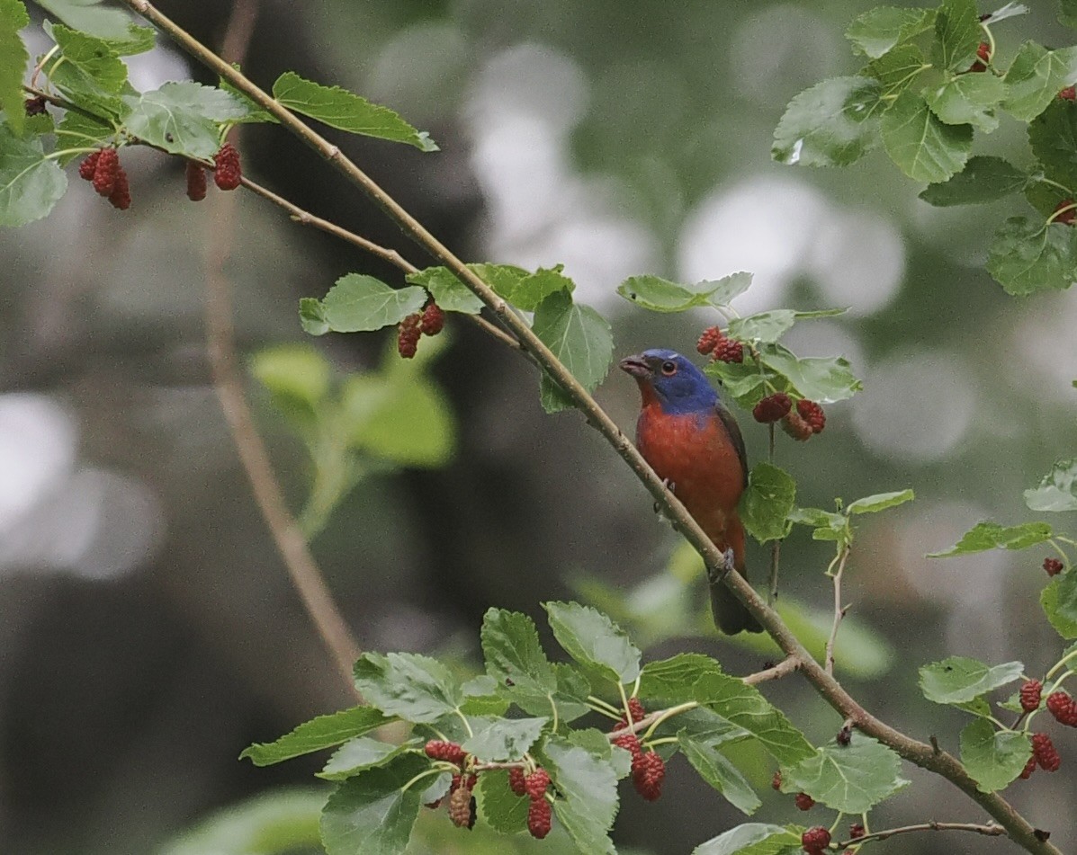 Painted Bunting - ML618992044