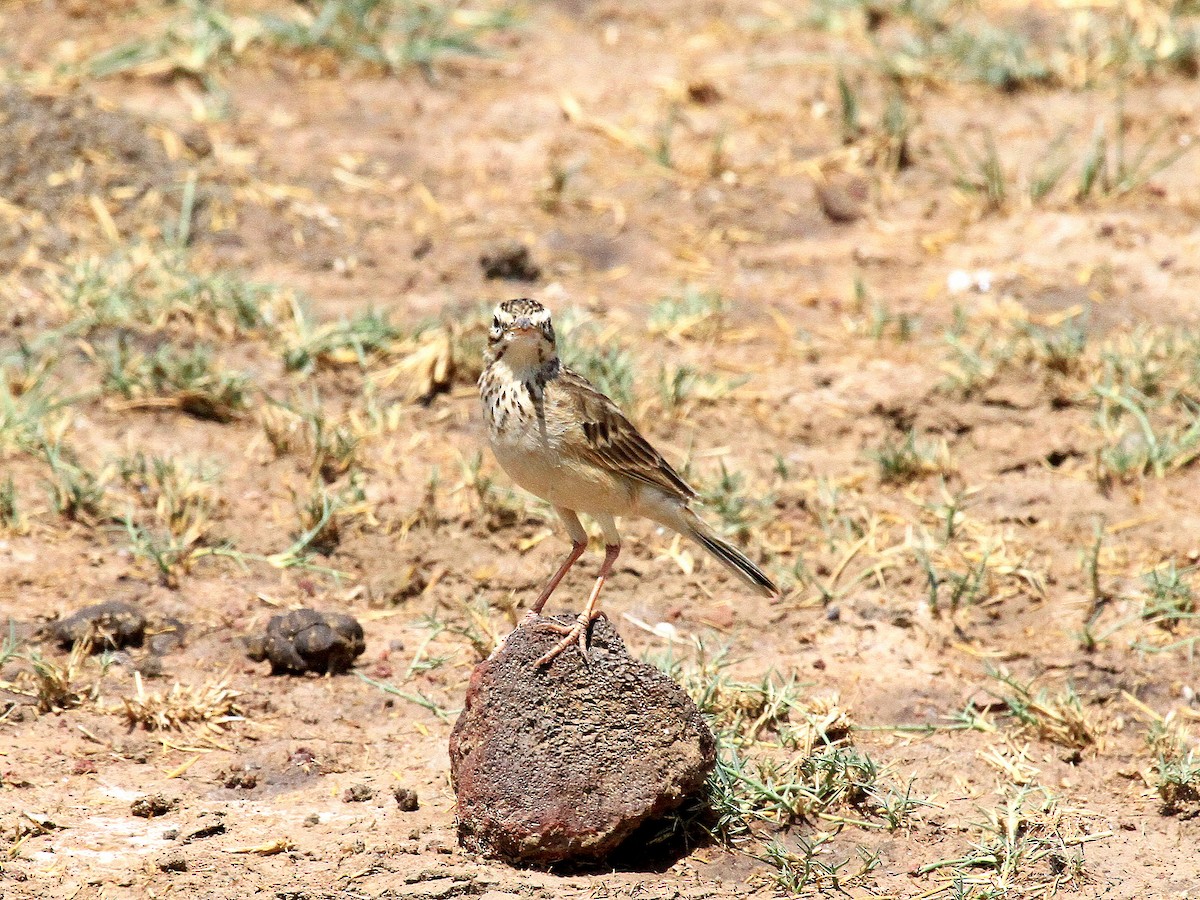 Pipit africain - ML618992075