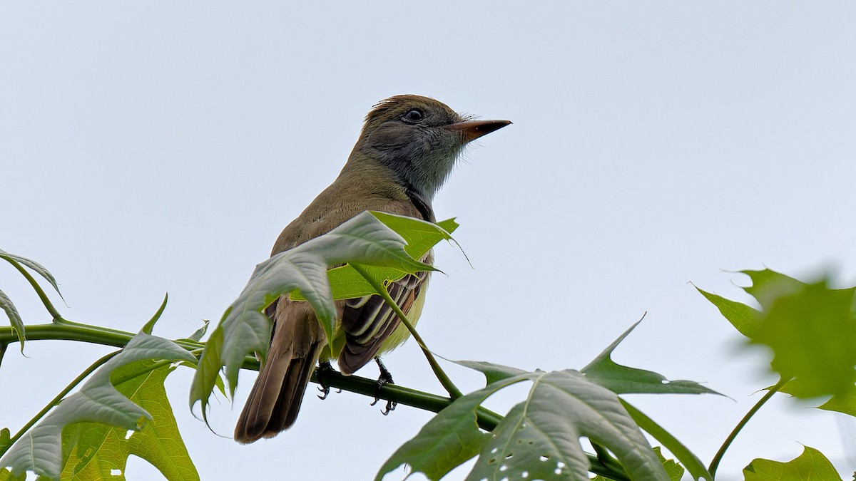 Great Crested Flycatcher - ML618992093