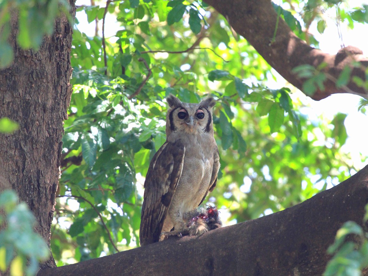 Verreaux's Eagle-Owl - ML618992114