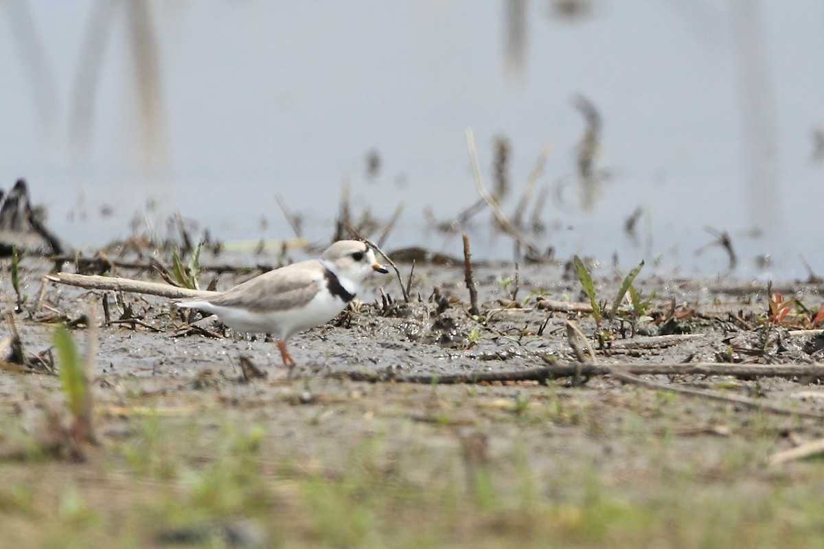 Piping Plover - ML618992134