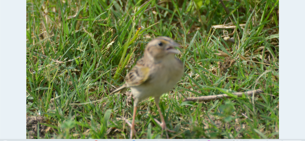 Grasshopper Sparrow - ML618992138