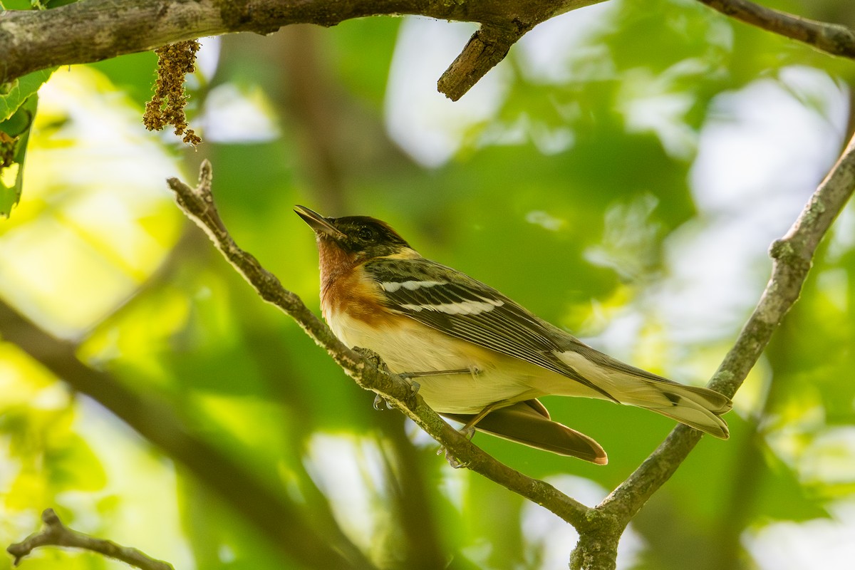 Bay-breasted Warbler - ML618992140