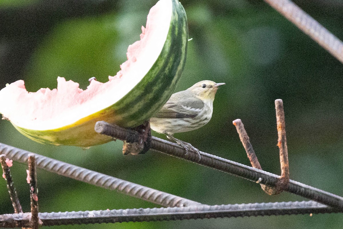 Cape May Warbler - Ryan Shaw