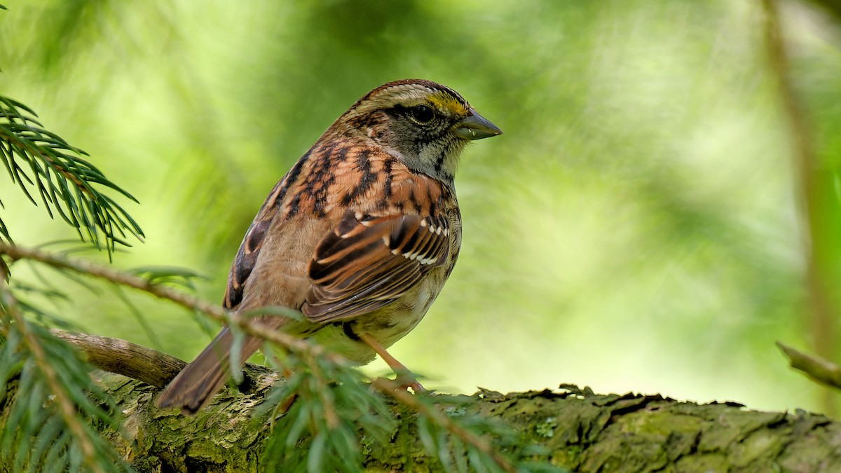 White-throated Sparrow - ML618992157