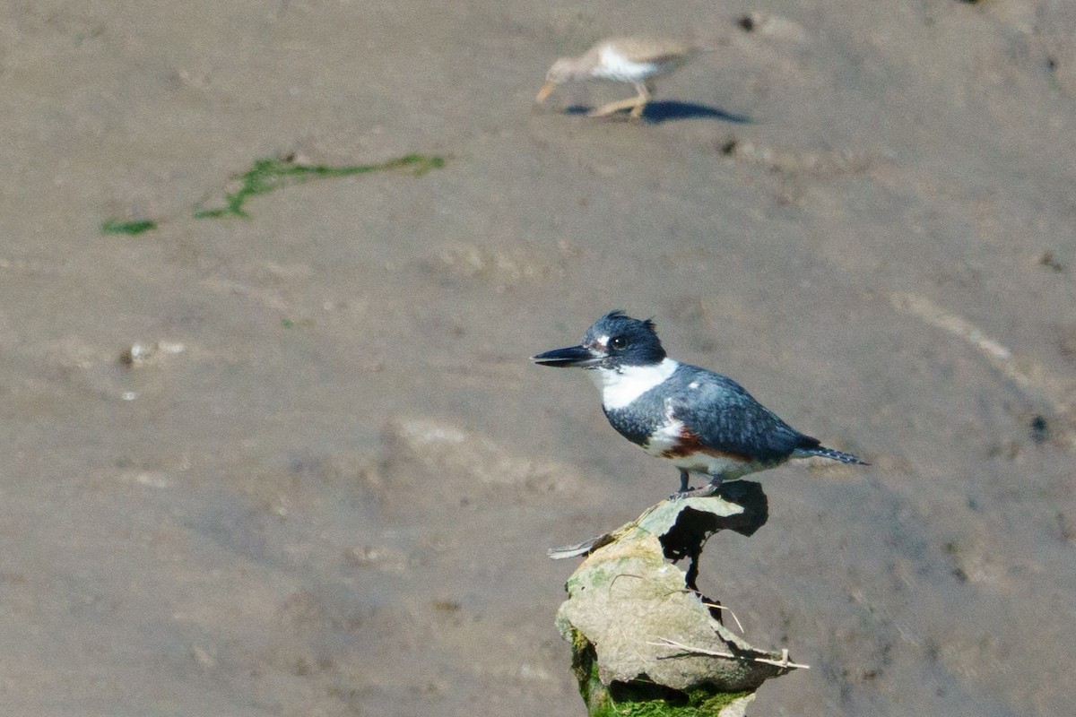 Belted Kingfisher - ML618992207