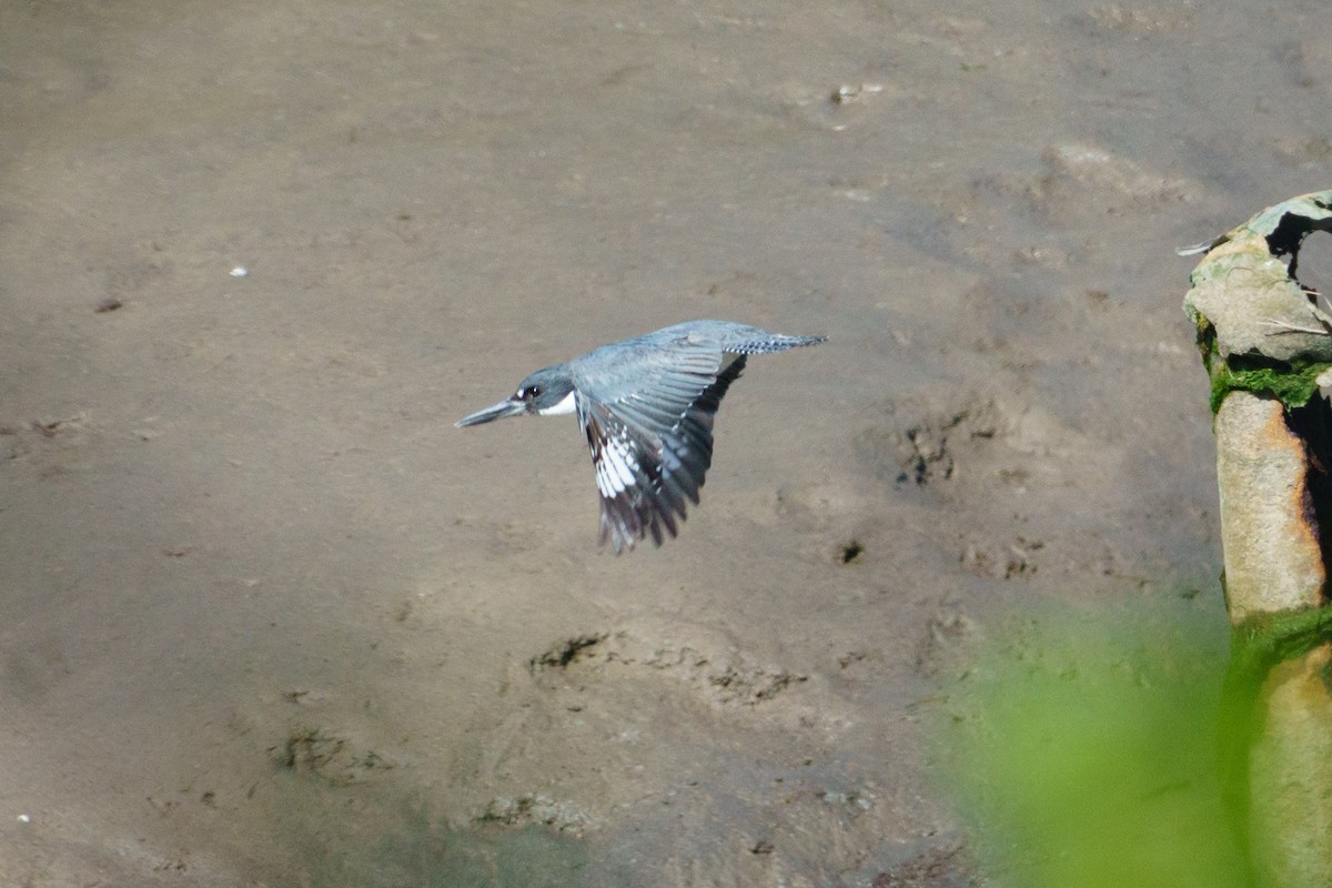Belted Kingfisher - ML618992209