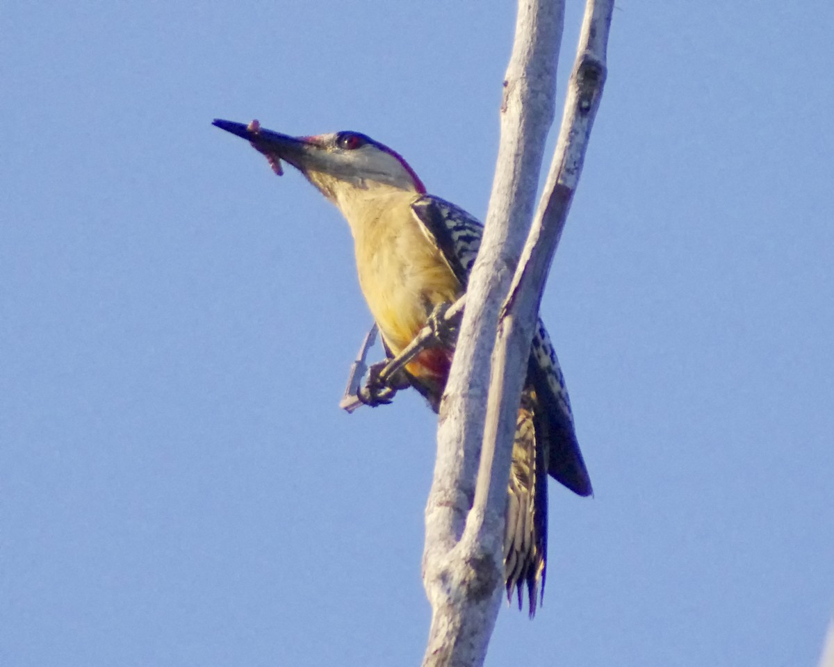 West Indian Woodpecker - ML618992228