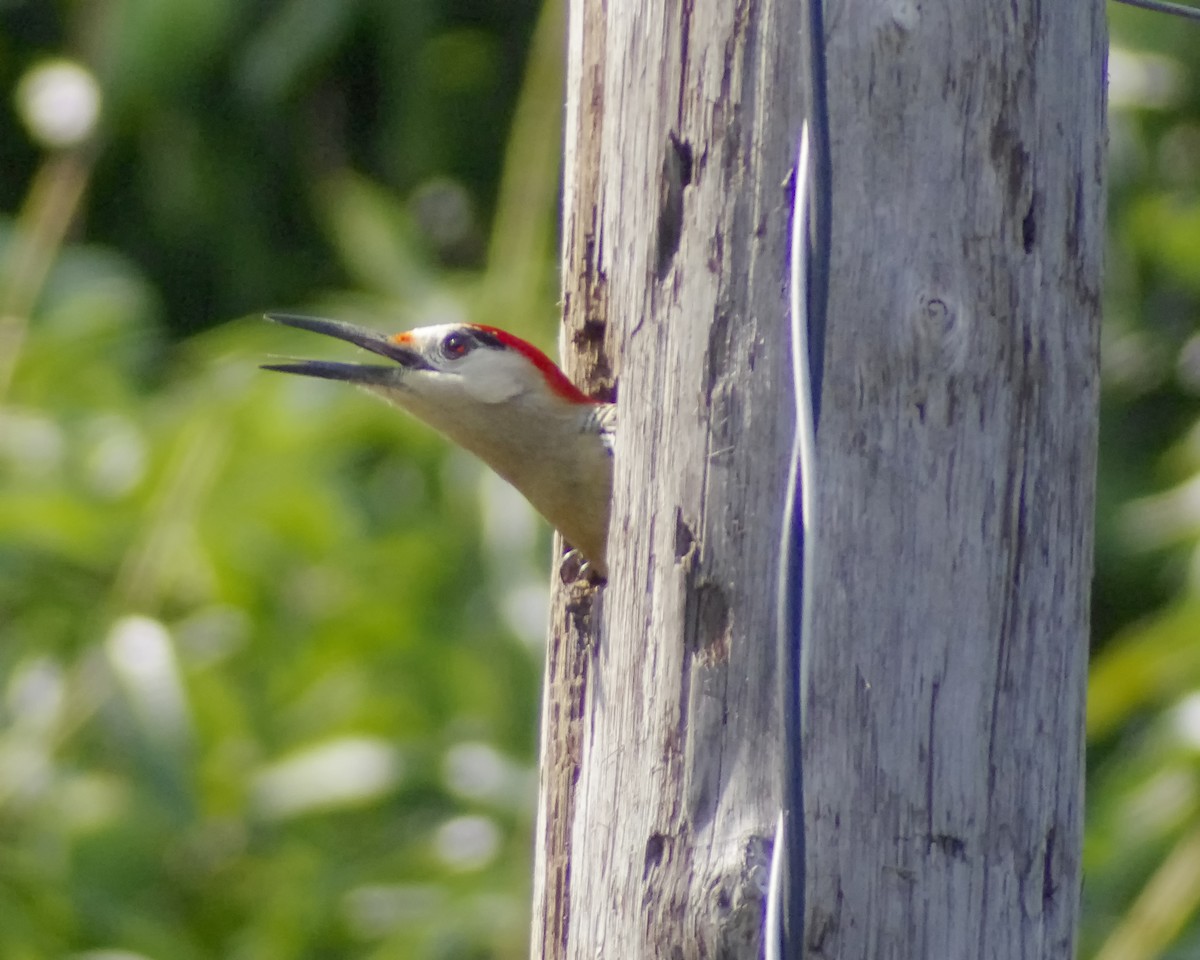 West Indian Woodpecker - ML618992229
