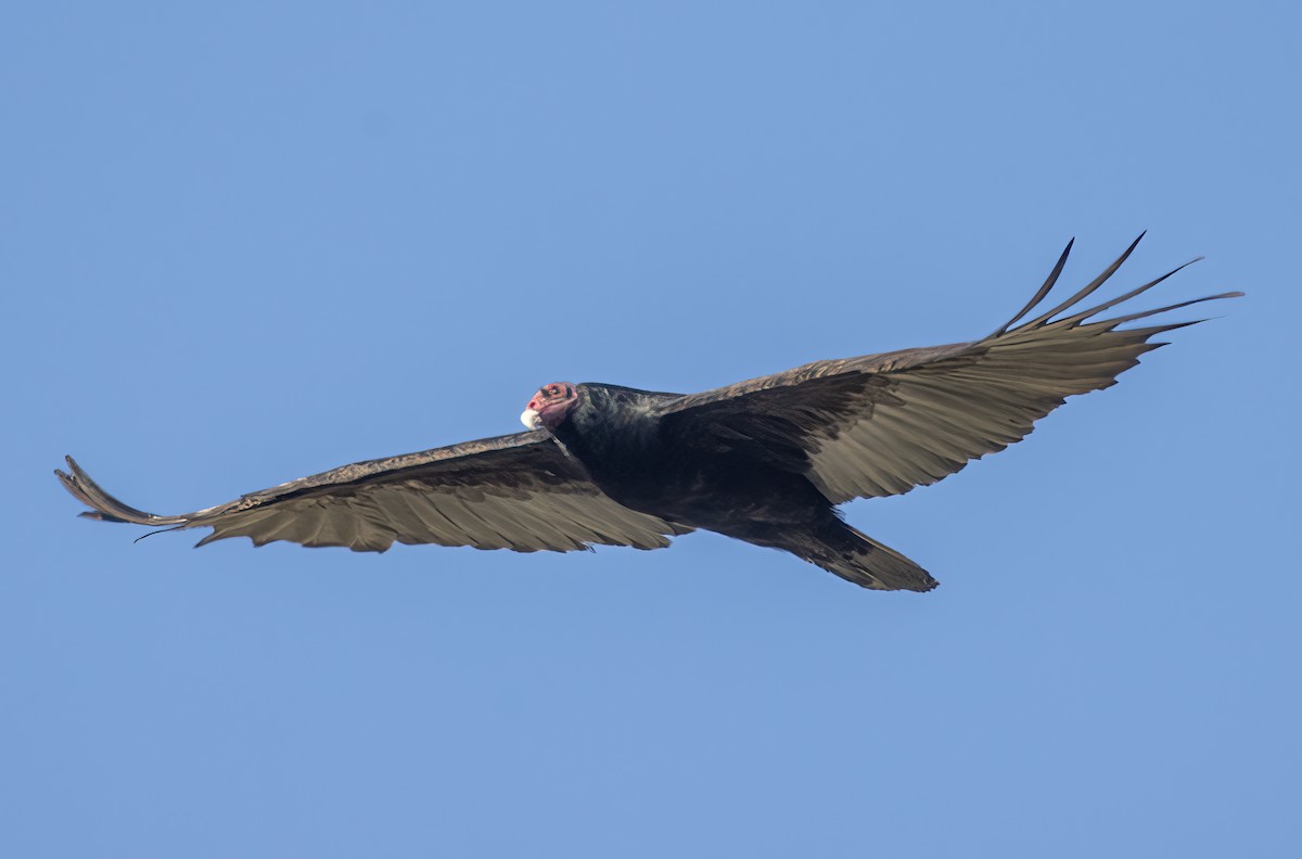 Turkey Vulture - ML618992230