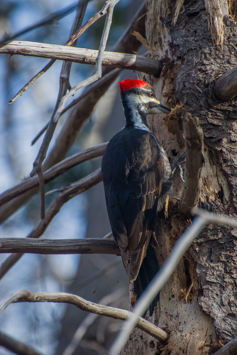 Pileated Woodpecker - Owen Sullivan