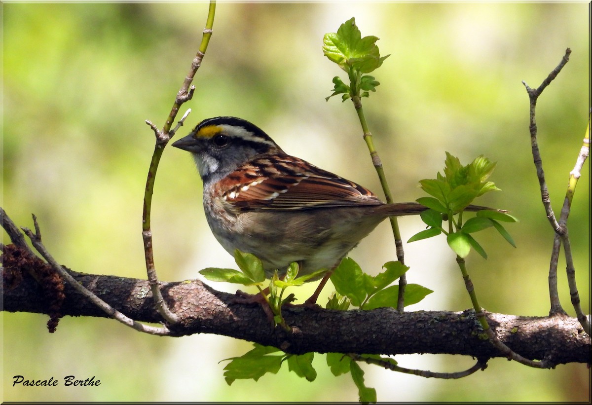 White-throated Sparrow - Pascale Berthe