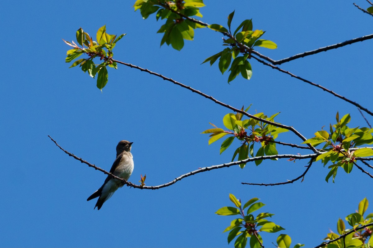 Northern Rough-winged Swallow - ML618992264
