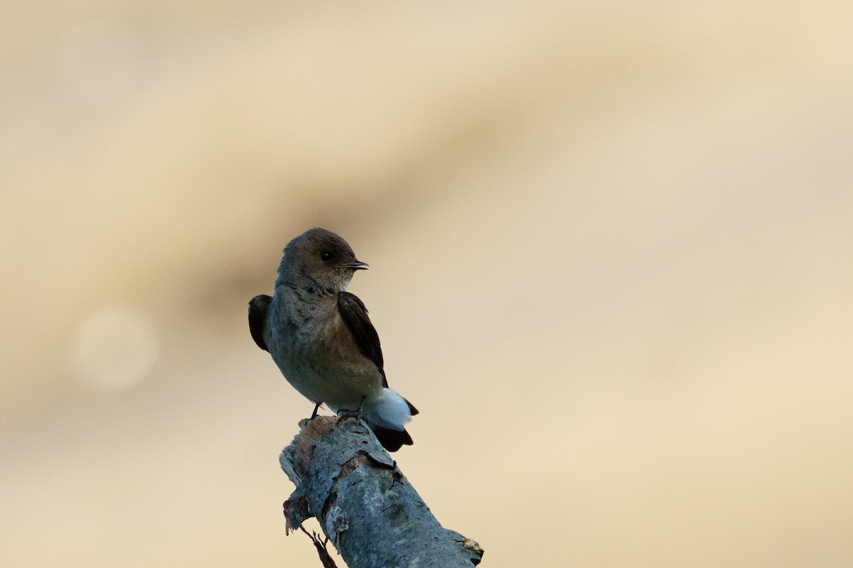 Northern Rough-winged Swallow - ML618992265