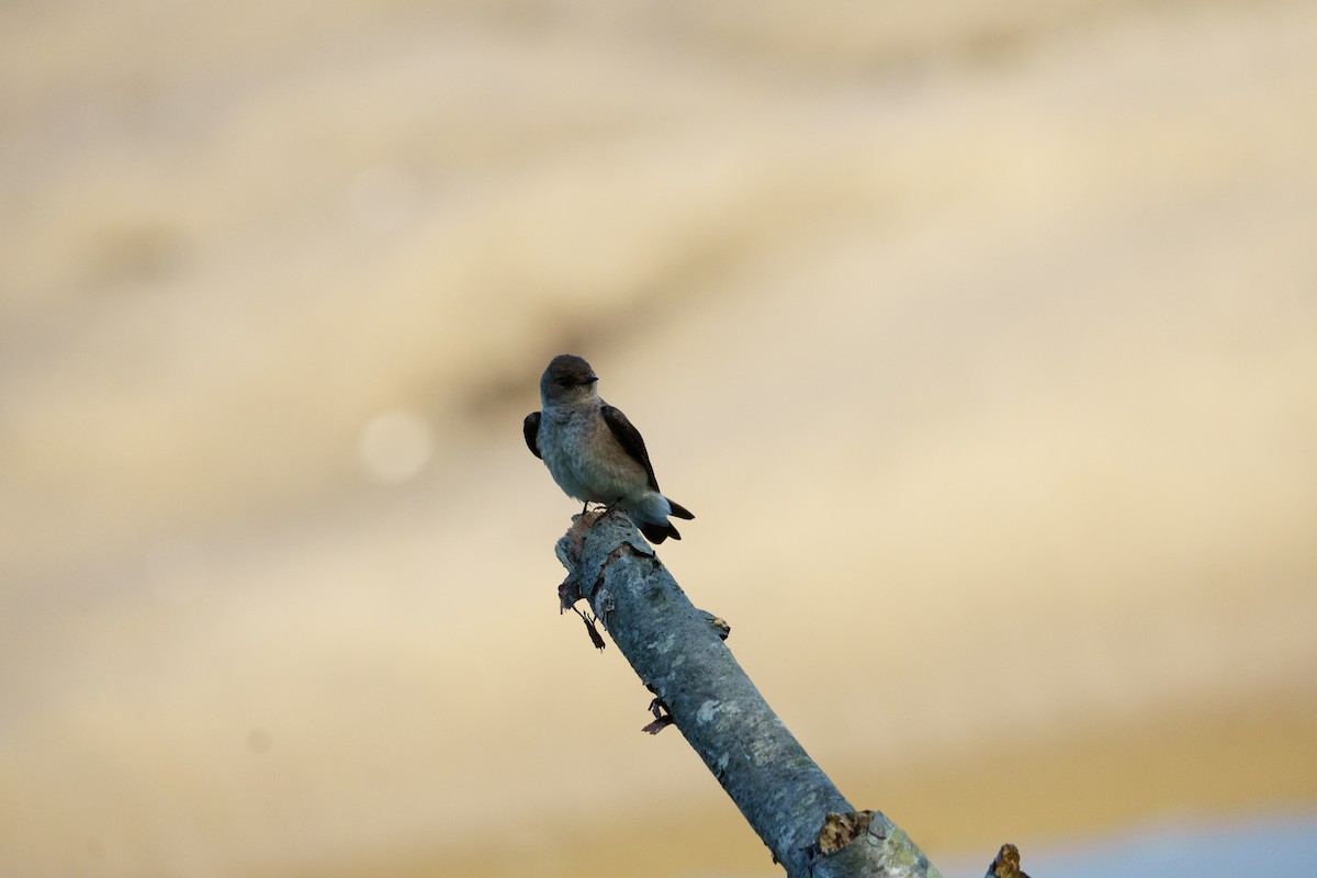 Northern Rough-winged Swallow - ML618992273