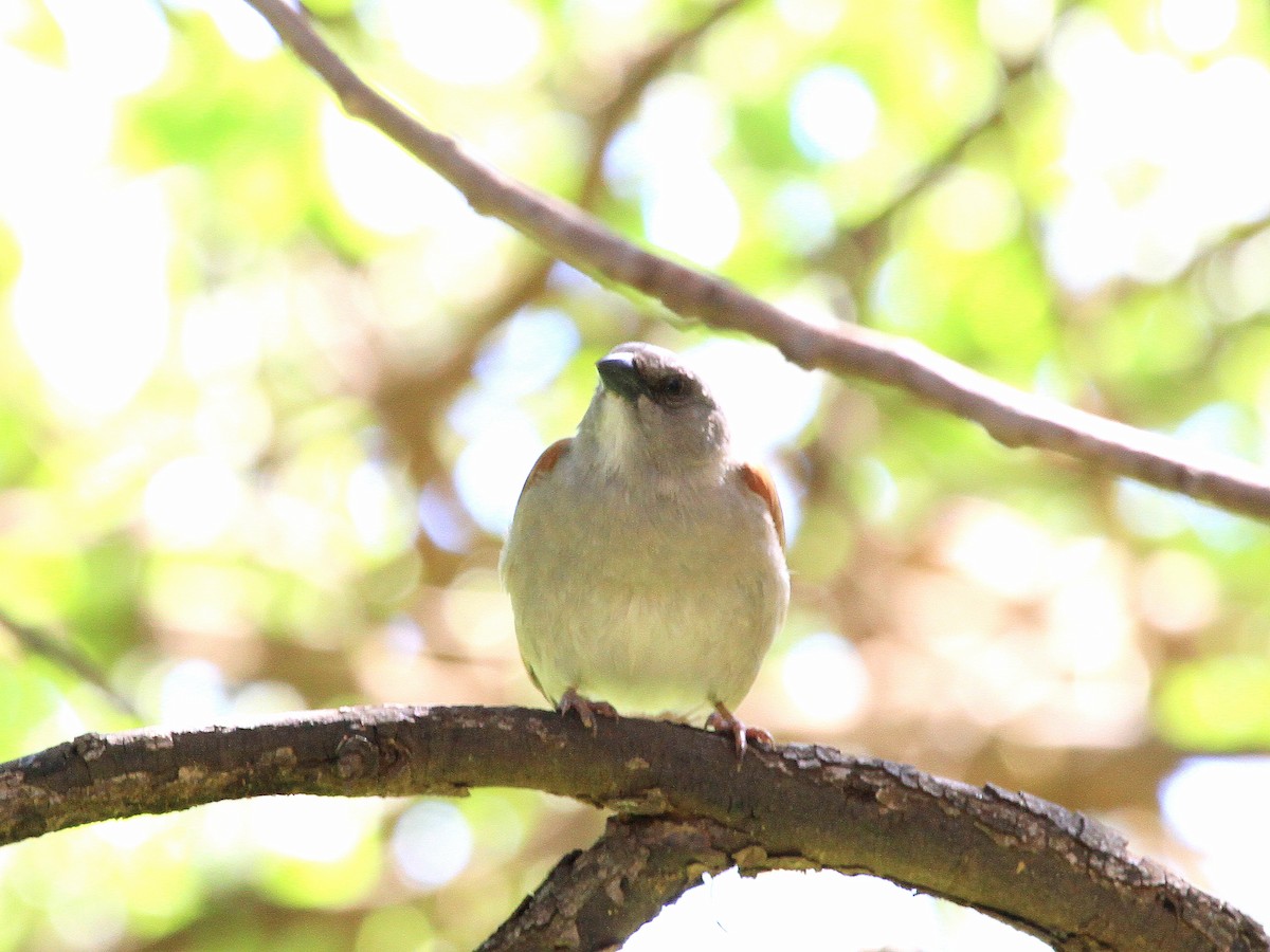 Northern Gray-headed Sparrow - ML618992299