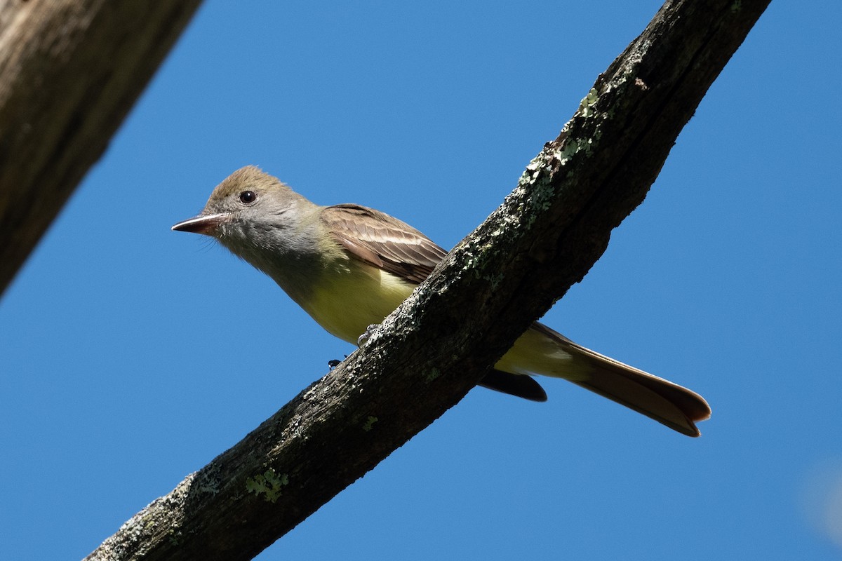 Great Crested Flycatcher - Tim Metcalf