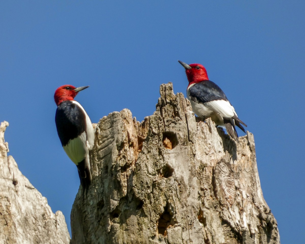 Red-headed Woodpecker - ML618992442
