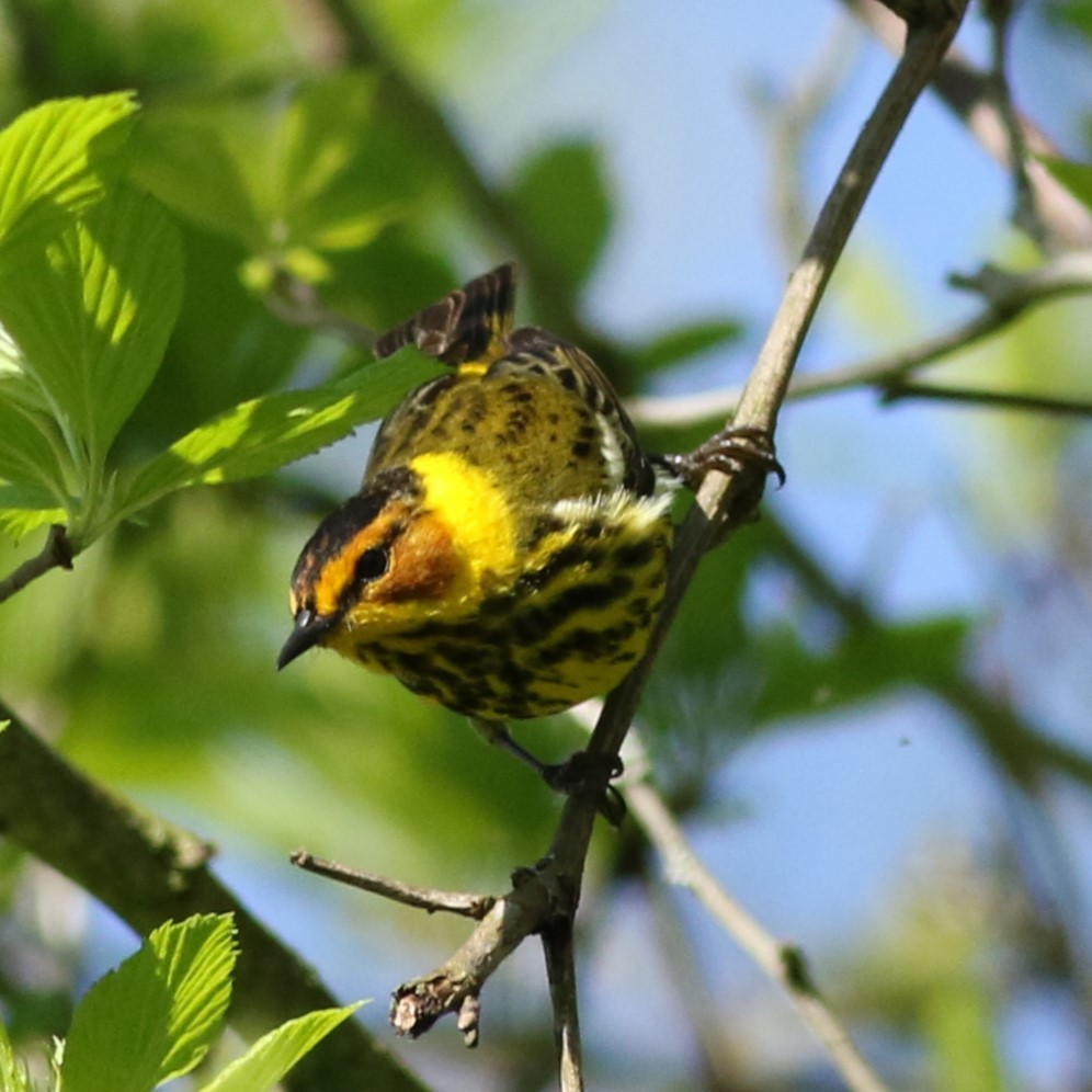 Cape May Warbler - ML618992478