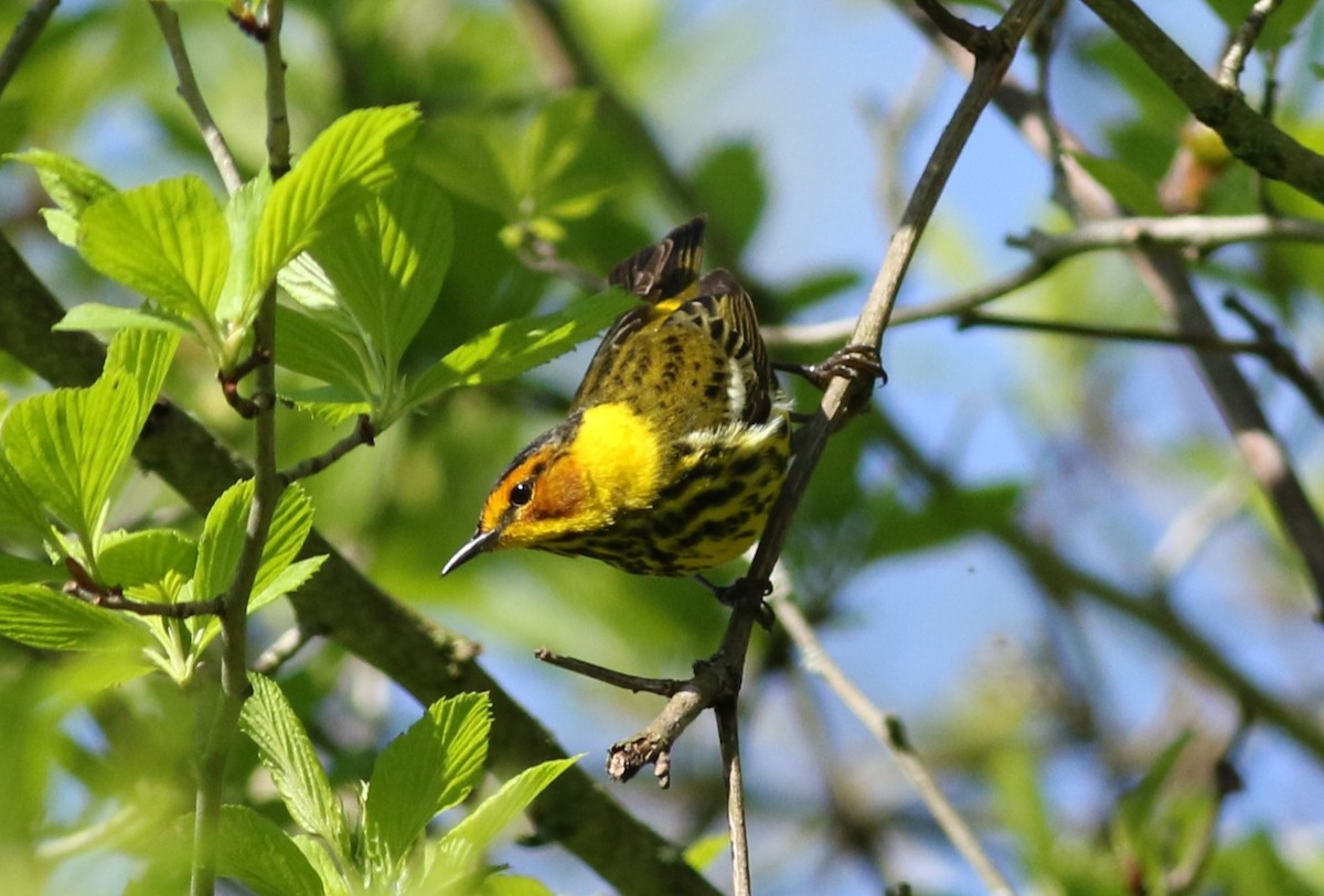 Cape May Warbler - ML618992479