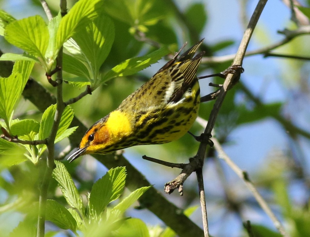 Cape May Warbler - ML618992480