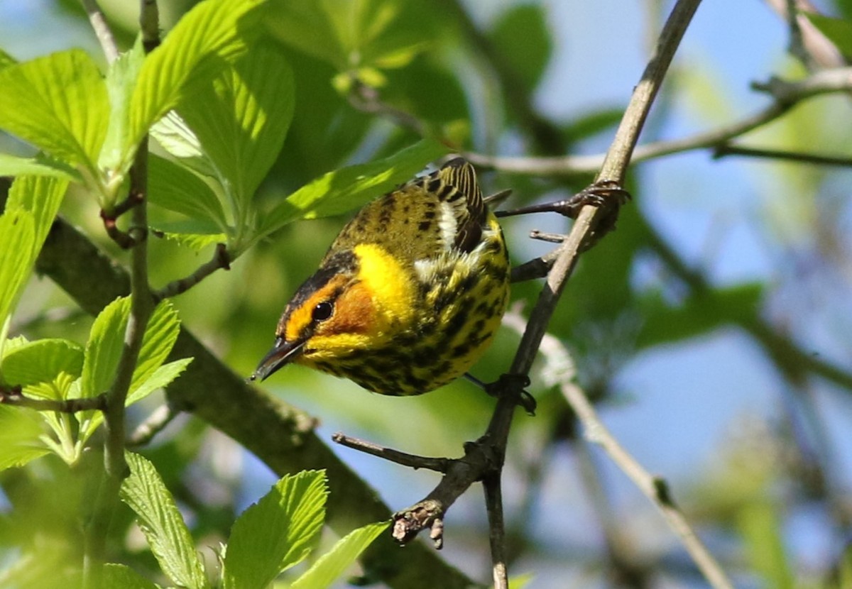 Cape May Warbler - ML618992481