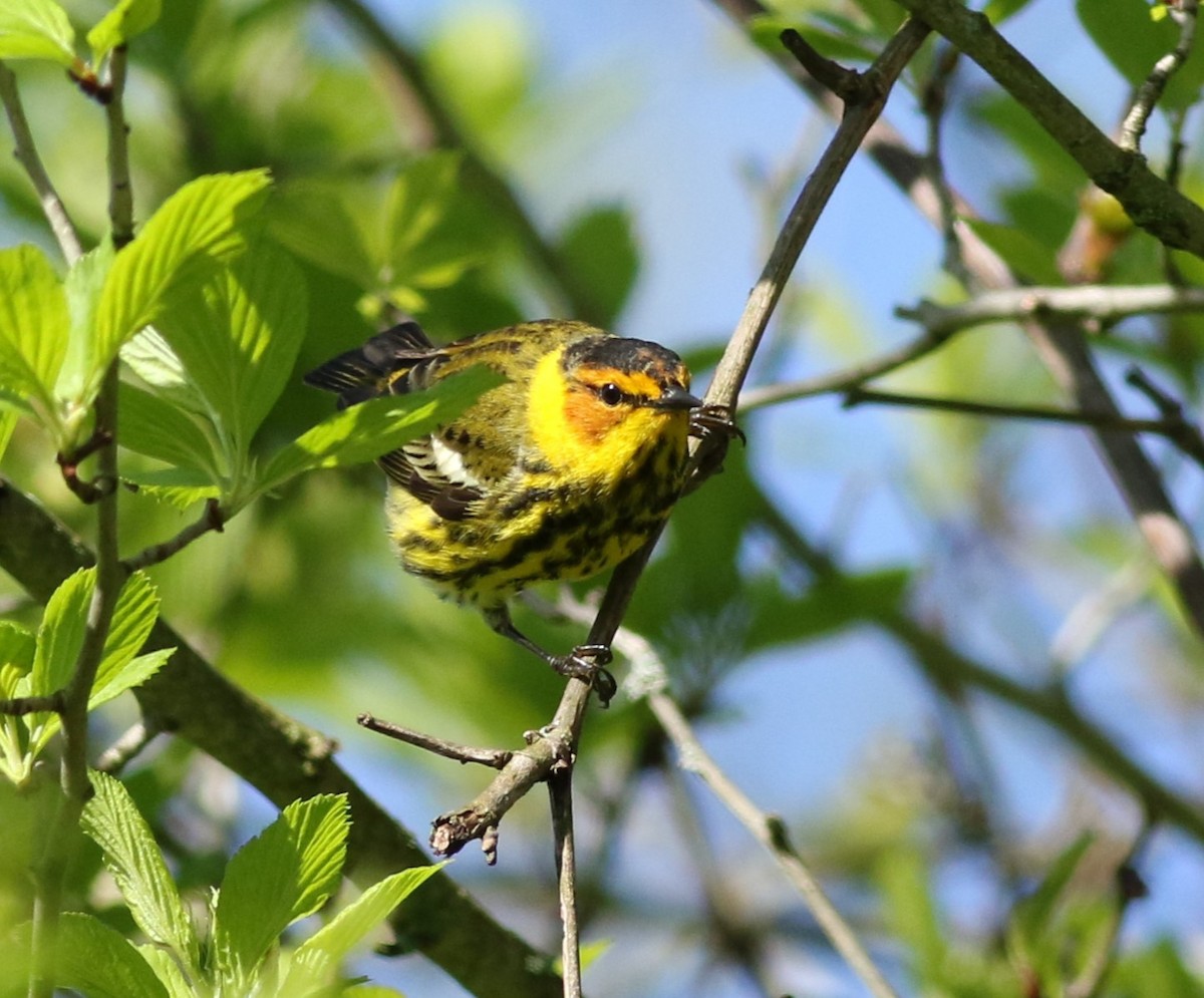 Cape May Warbler - ML618992482