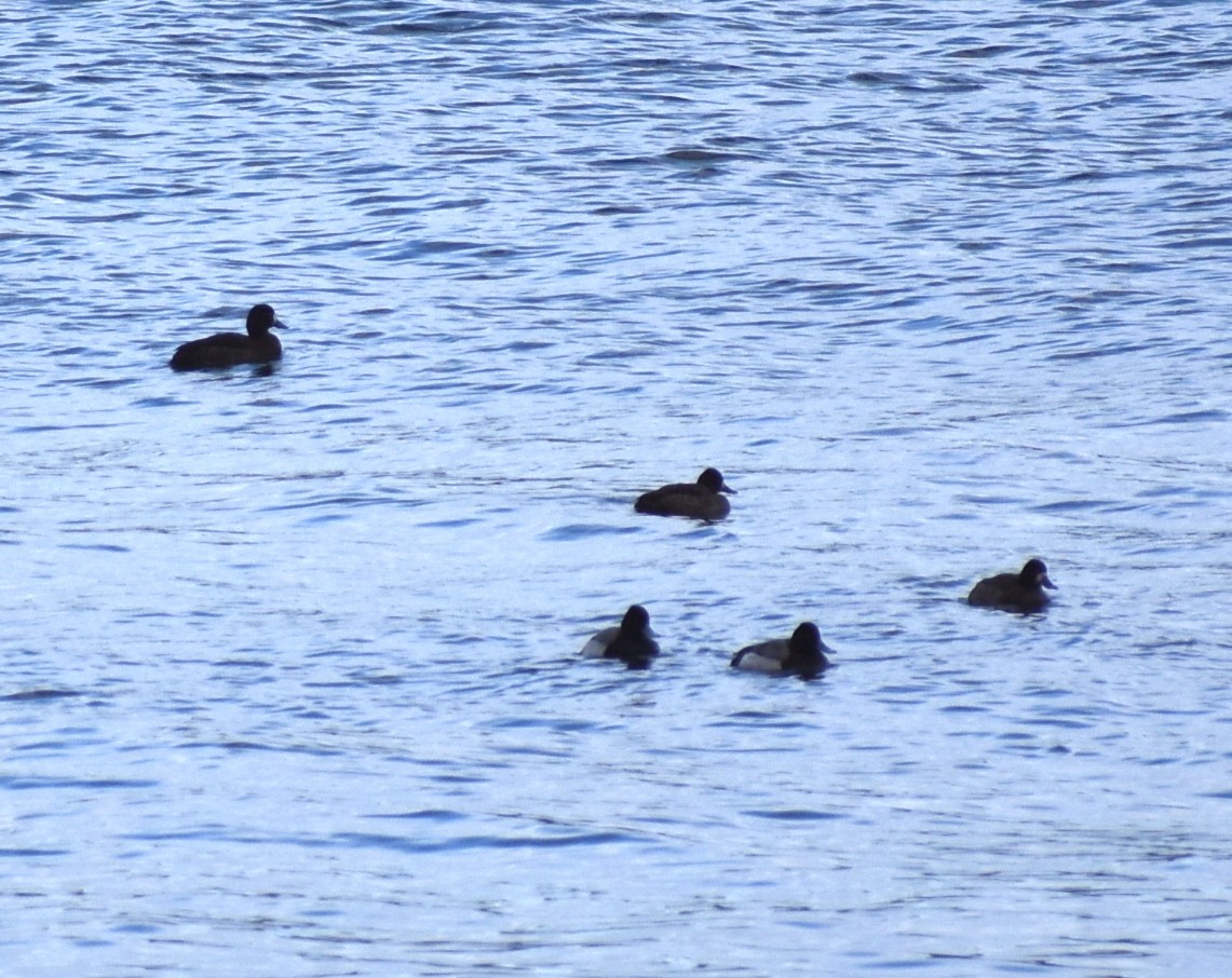 Greater/Lesser Scaup - ML618992537