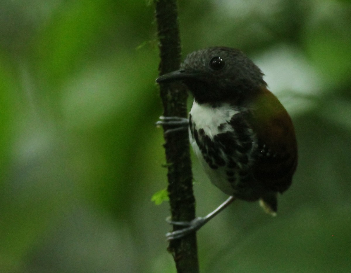 Spotted Antbird - ML618992558