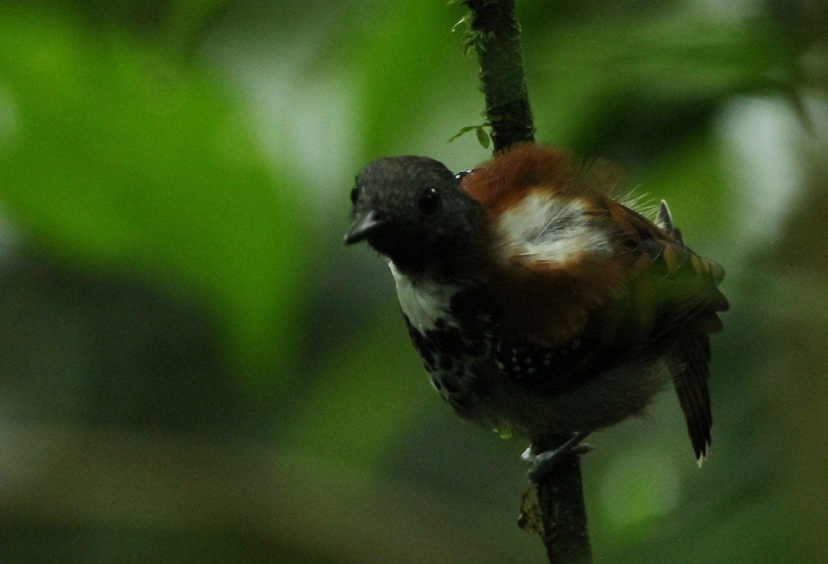 Spotted Antbird - ML618992561