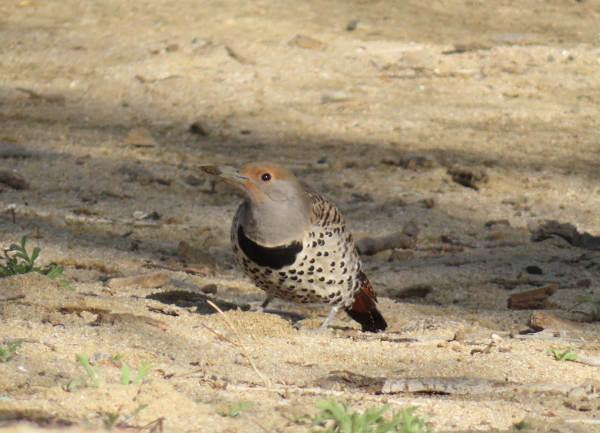Northern Flicker (Red-shafted) - ML618992590