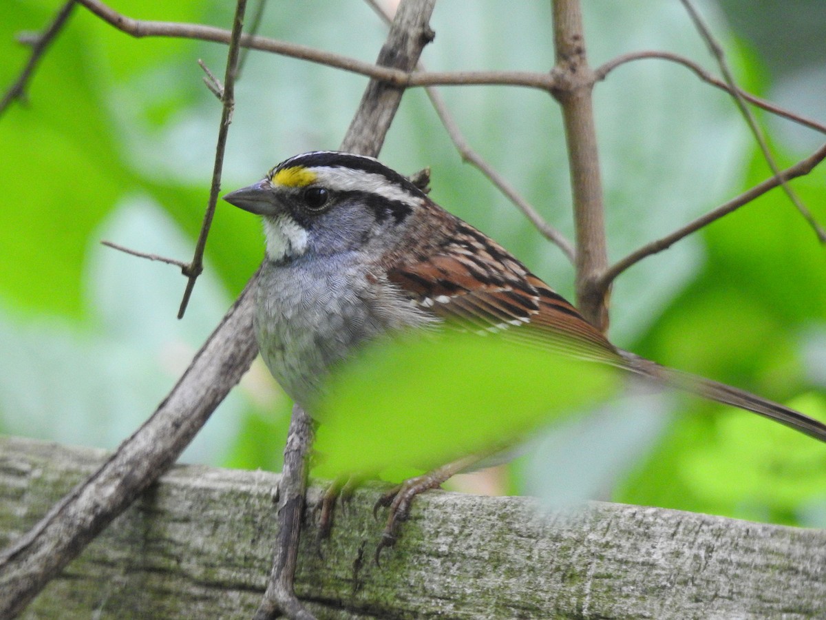 White-throated Sparrow - ML618992653