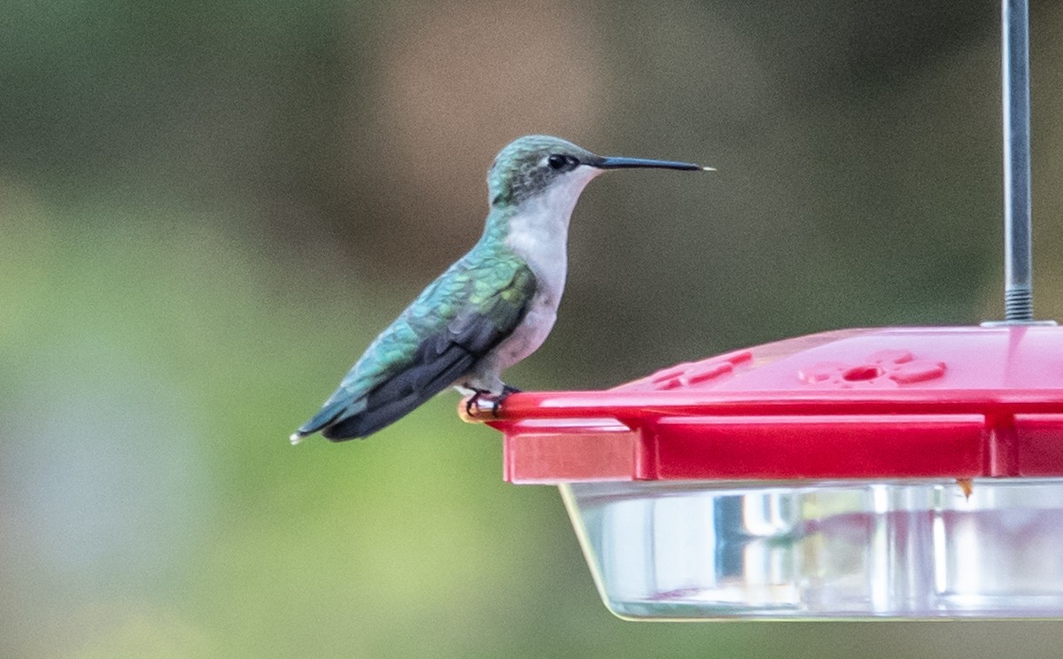 Ruby-throated Hummingbird - ML618992680