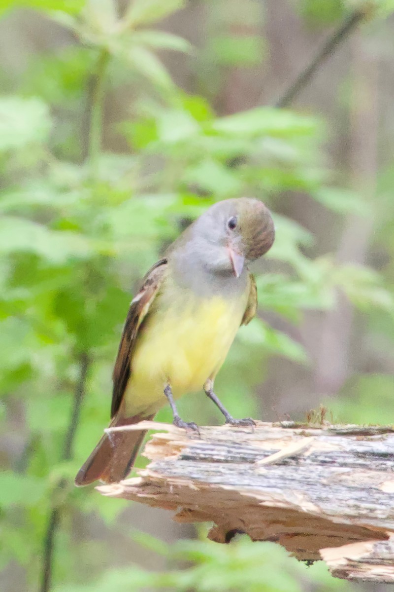 Great Crested Flycatcher - ML618992683