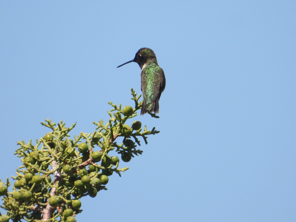 Black-chinned Hummingbird - ML618992759