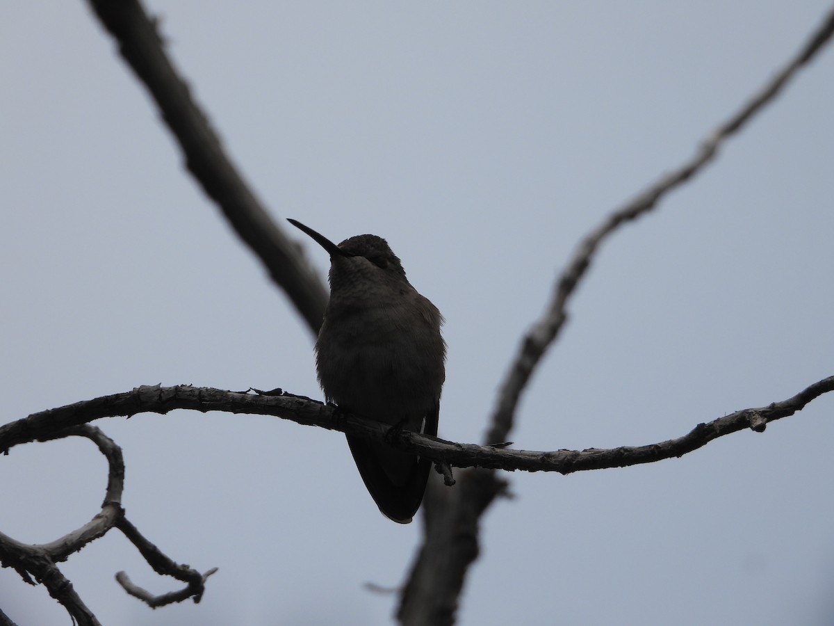 hummingbird sp. - ML618992767