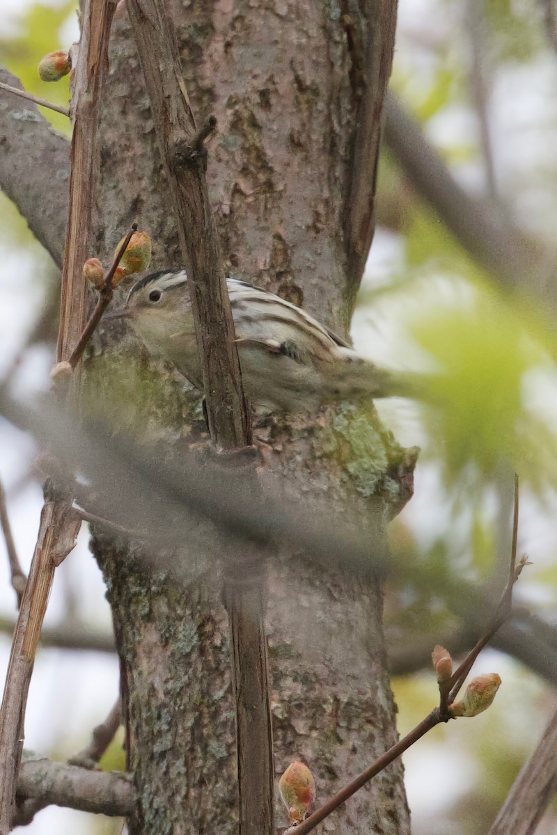 Black-and-white Warbler - ML618992768